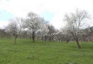 Pruni înfloriţi în livada familiei Pop 